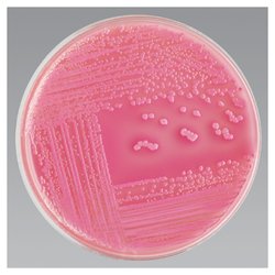 MacConkey Agar-1.05465.0500